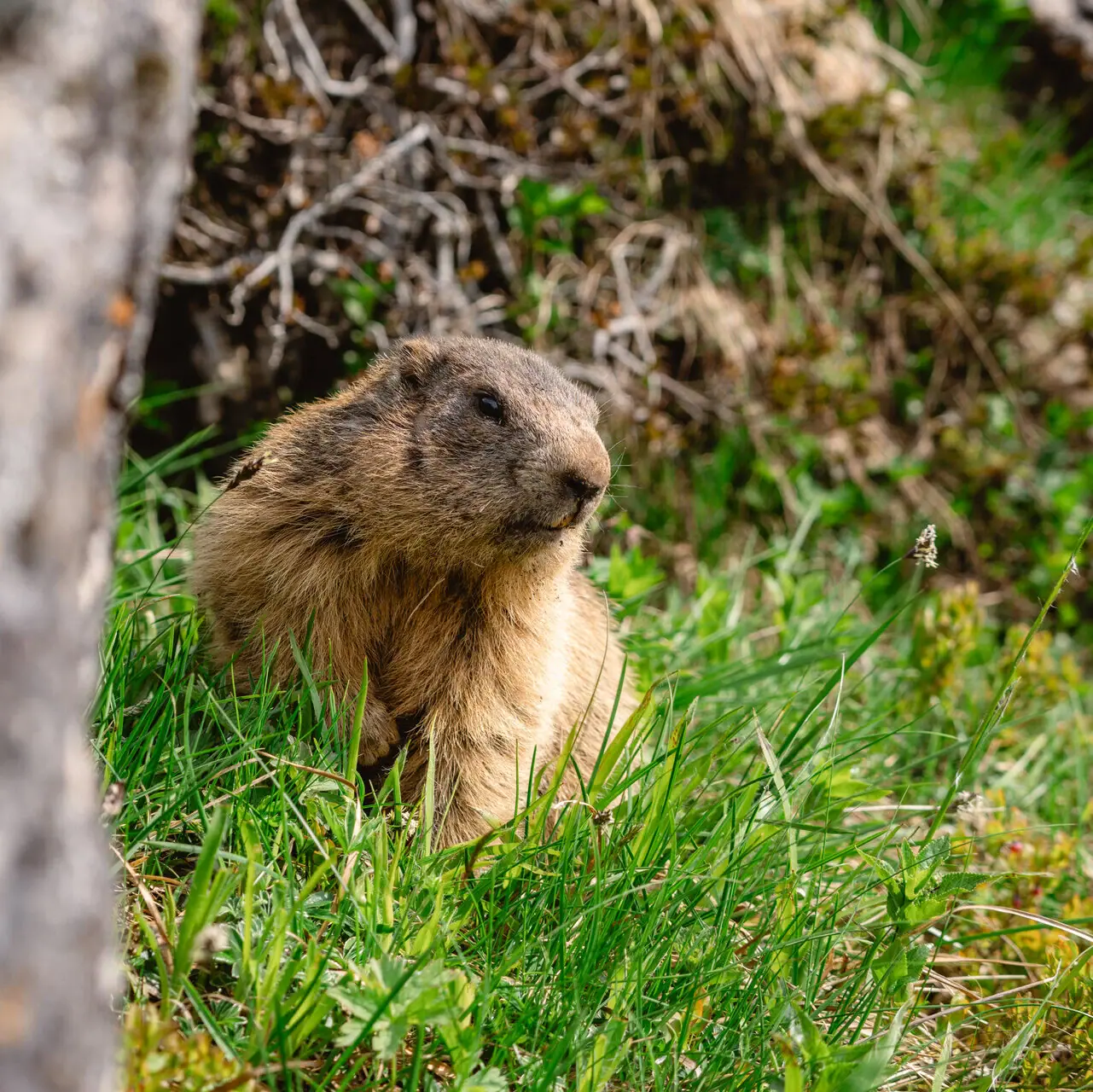 Een marmot in het gras.