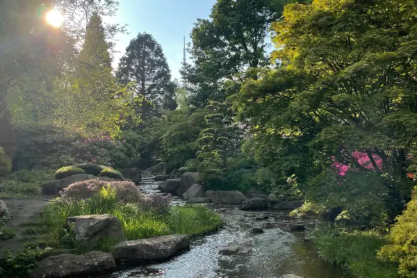 Een beek stroomt door een bos.