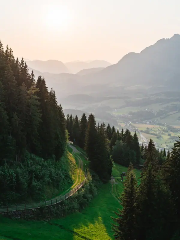 Bergen Kitzbühel Een weg in een bos met bomen en gras.
