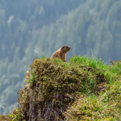 Een marmot zit op een rots.