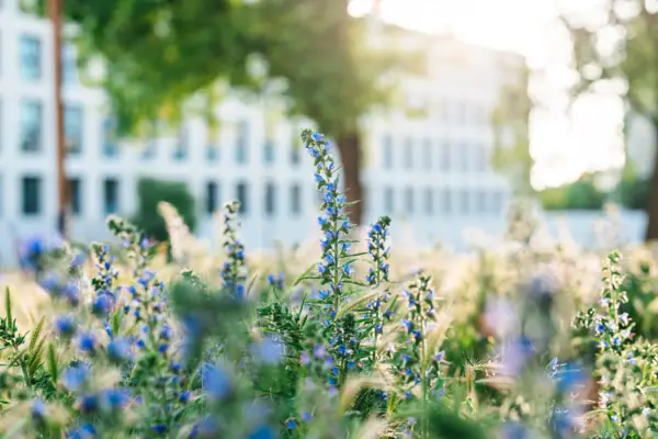 Berlijns park Close-up van een lavendelveld in de open lucht