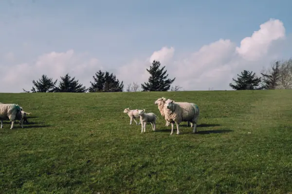 Een groep schapen staat in een groene weide.