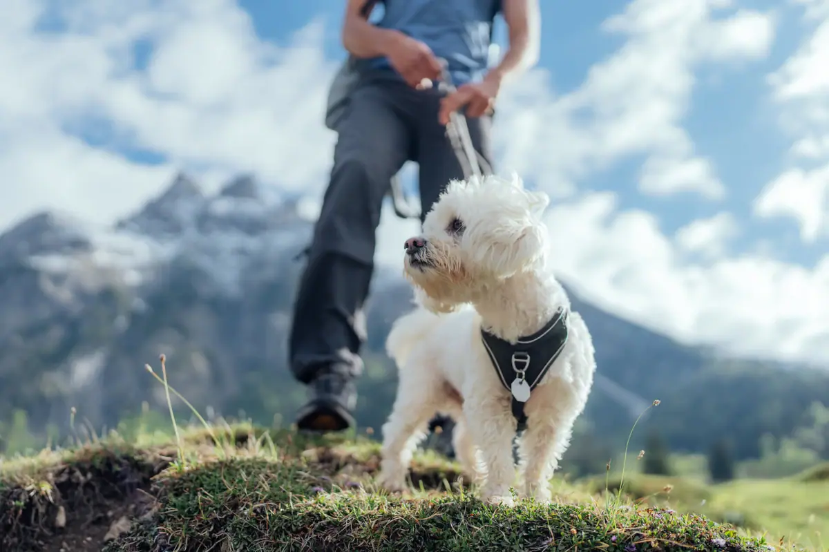 Een hond aan de lijn in de buitenlucht.