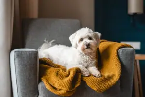 HENRI hond uit Kitzbühel Een terriër ligt op een bank.