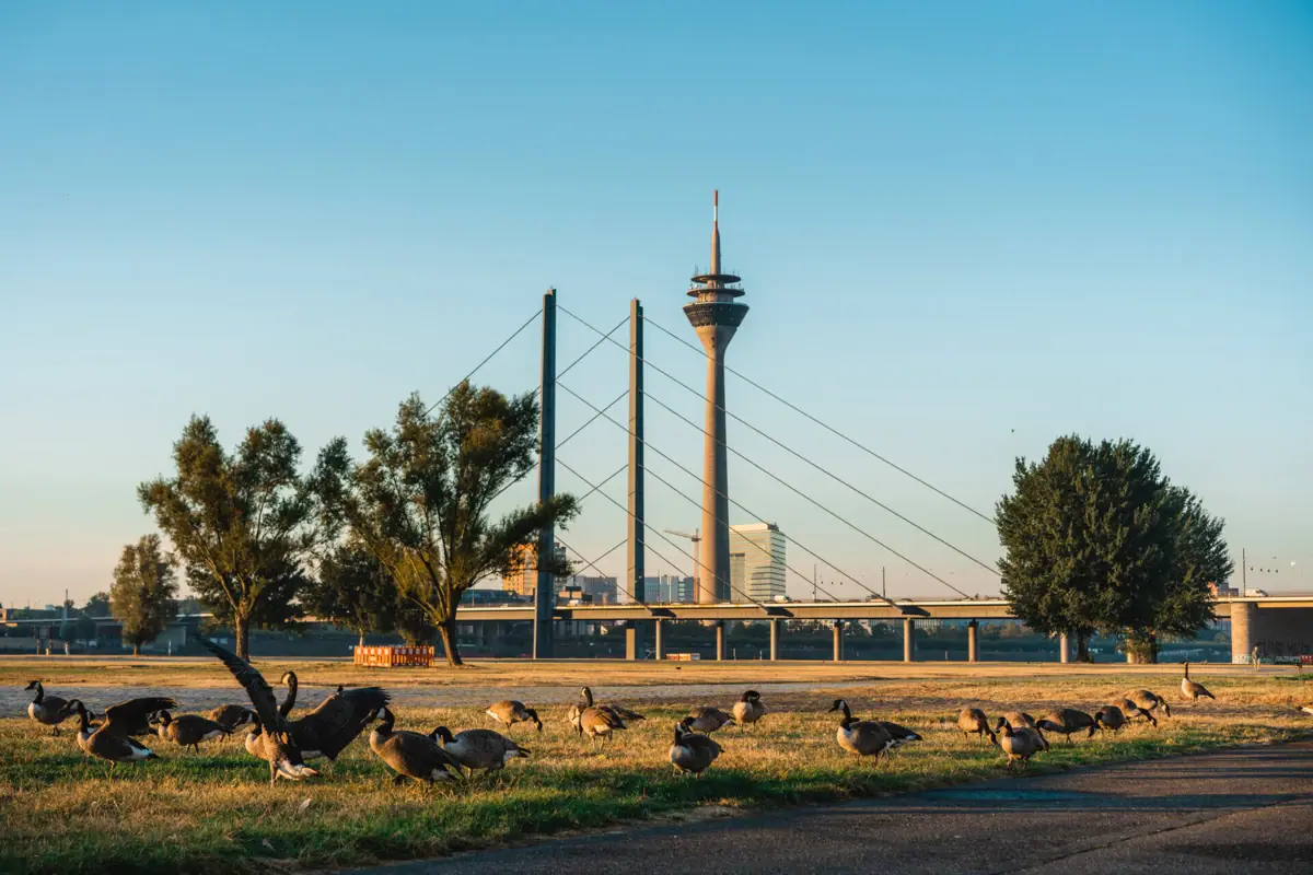 Een groep vogels op een veld met een toren op de achtergrond.