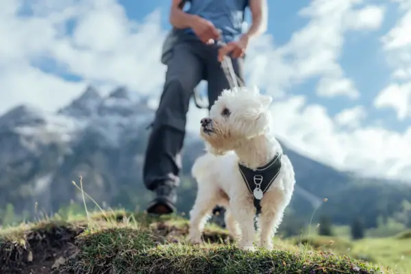 Een hond aan de lijn in de buitenlucht.