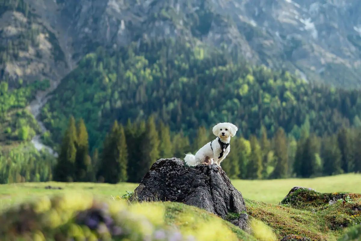 Een hond zit op een rots in een veld, met bergen op de achtergrond.