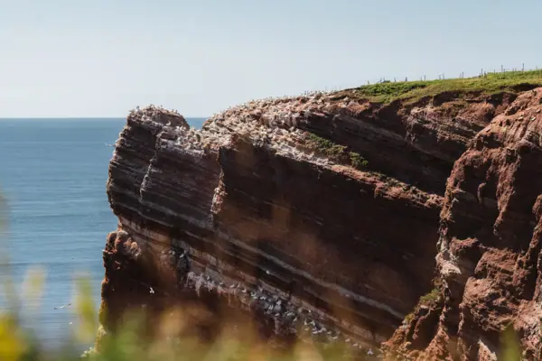 De grote zeekoetkliffen op Helgoland met veel jan-van-genten en de Noordzee op de achtergrond.