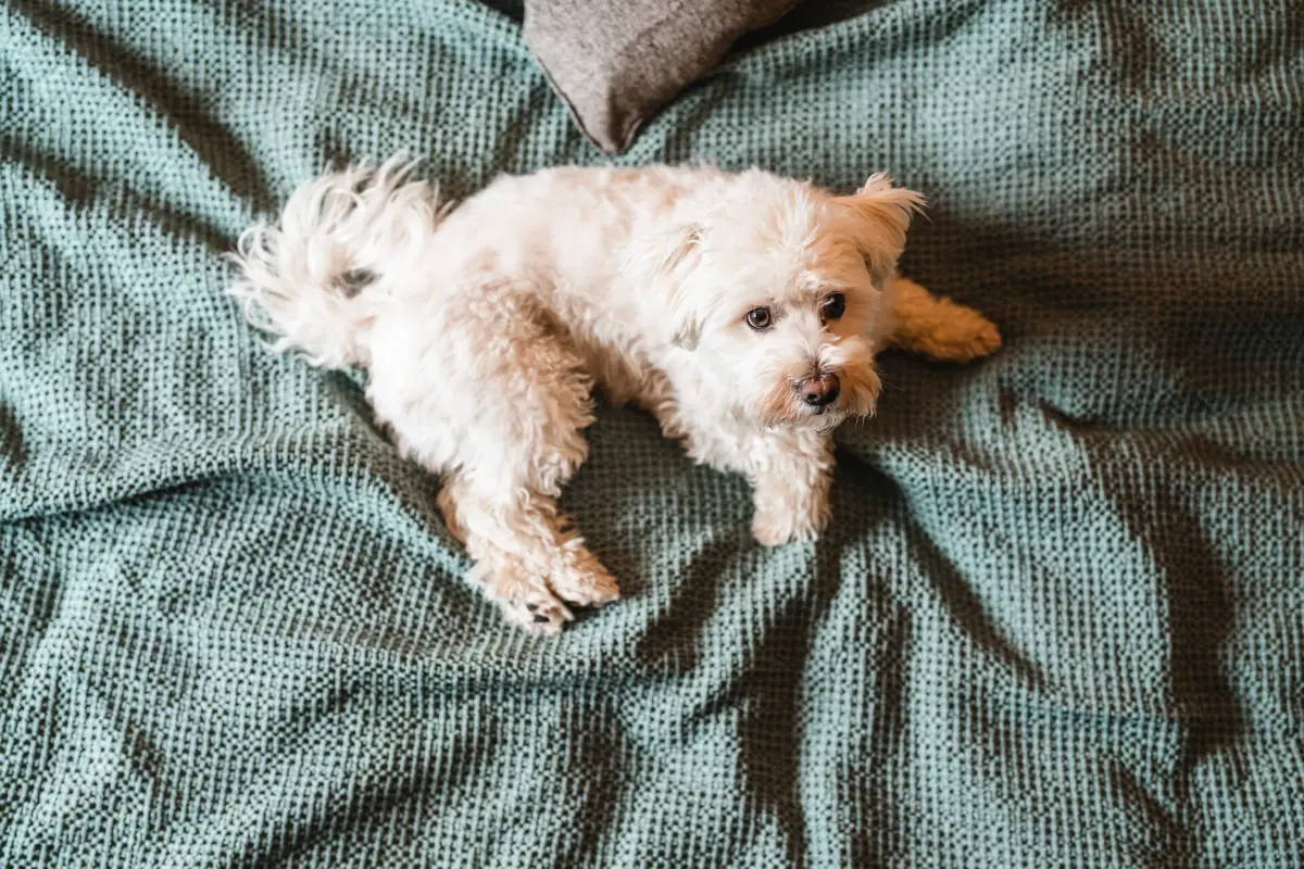 Er ligt een hond op een deken.
